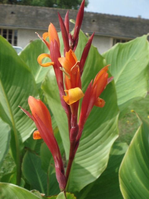 Canna indica fleur